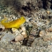 goby_shrimp_banded_muck_h_0705_png2287.jpg